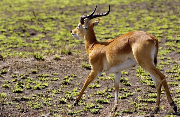 Antelope corre sobre a grama verde — Fotografia de Stock