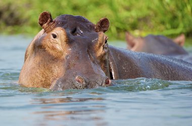 seksi kadın su aygırı