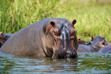 hippopotmus suyun içinde Afrika