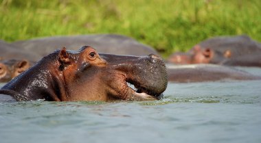 kafası dışarı su su aygırı başkanı yüzüyor
