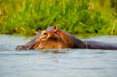 Afrika nehir su aygırı