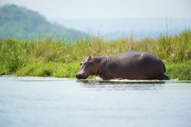 su aygırı suda yüzüyor
