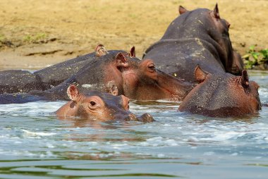 Grup hipopotam Uganda Nehri