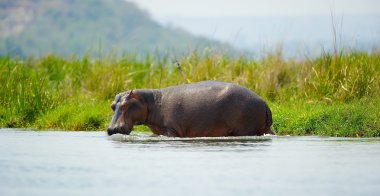 Afrika'da su aygırı