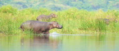 güzel su aygırı entes suya