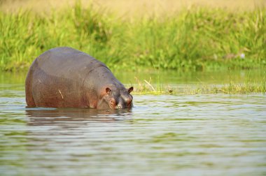 Sudaki su aygırları