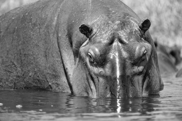 Hippopotamus looks out of the water — Stock Photo, Image