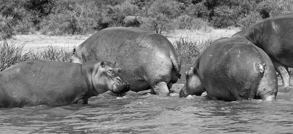 Group of African hippopotamus — Stock Photo, Image