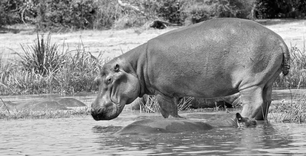 Su aygırı Afrika — Stok fotoğraf