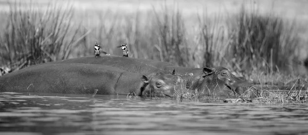 Deux hippopotames et les oiseaux sur le dos — Photo