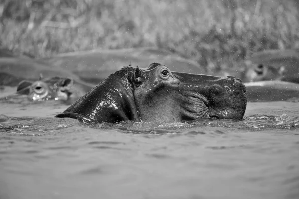 Cabeza de un hipopótamo fuera del agua —  Fotos de Stock