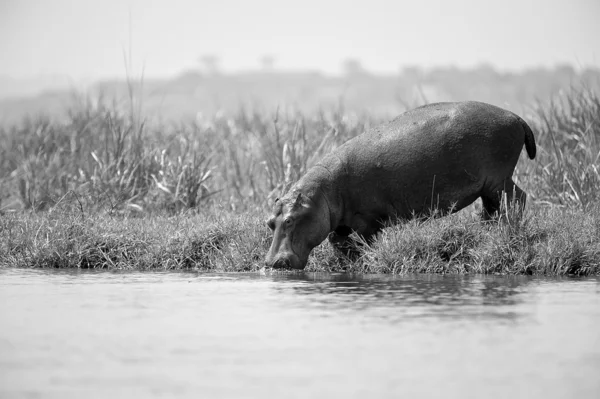 Hipopótamo de Uganda bebe a água — Fotografia de Stock