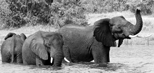 Группа слонов принимает душ в воде — стоковое фото