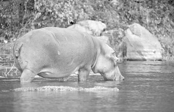 Immagine di un ippopotamo — Foto Stock