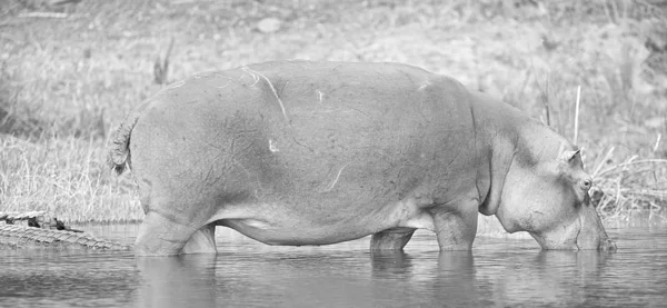 Hipopótamo en blanco y negro —  Fotos de Stock