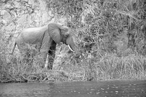 Elefant an der Küste des Flusses in Afrika — Stockfoto