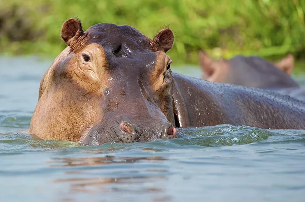 Hipopótamo feminino sexy — Fotografia de Stock