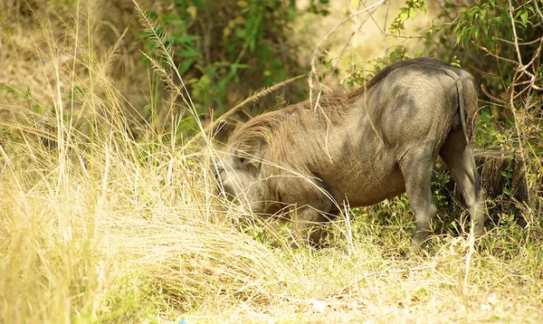 Porc dans l'herbe — Photo