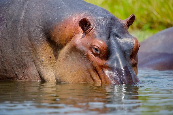 Hippopotamis sort la tête de l'eau — Photo