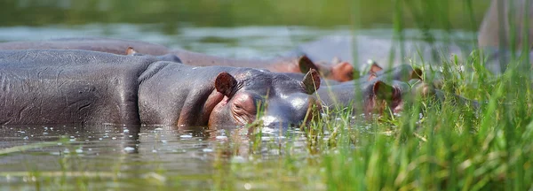 Occhi di un ippopotamo fuori dall'acqua — Foto Stock