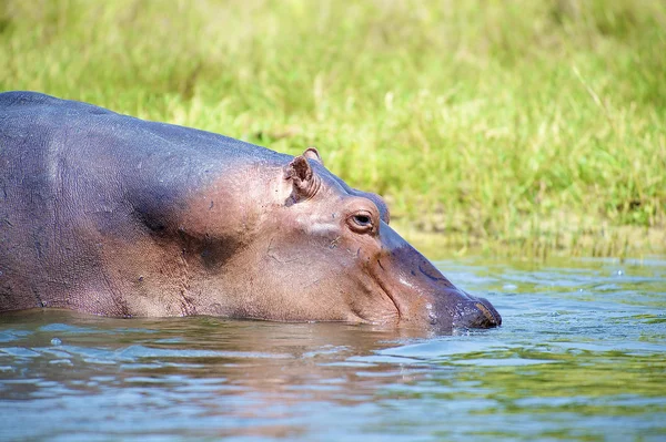 Hipopótamo nada para a frente — Fotografia de Stock