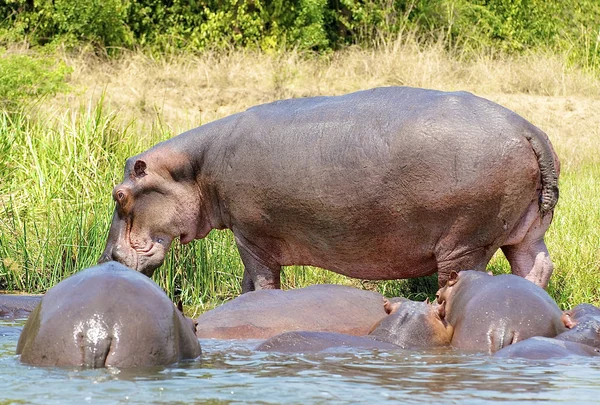 su aygırı sürüsü