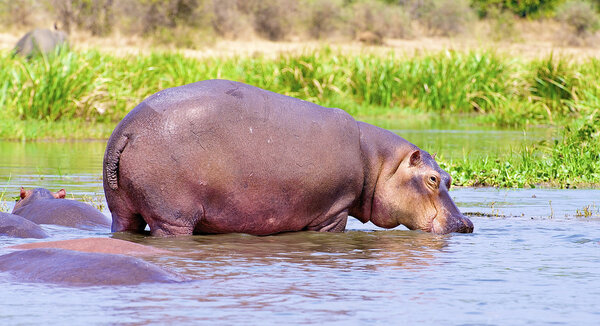 Hippopotamus drinks out of the water