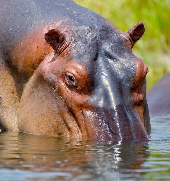 Testa di un ippopotamo fuori dall'acqua — Foto Stock