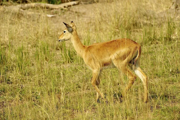 Young deer runs — Stock Photo, Image