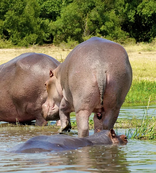 Afrikanisches Flusspferd — Stockfoto