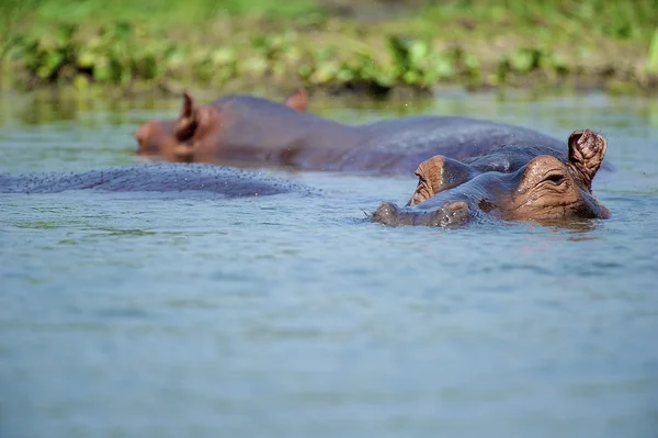 Głową hipopotama z wody — Zdjęcie stockowe