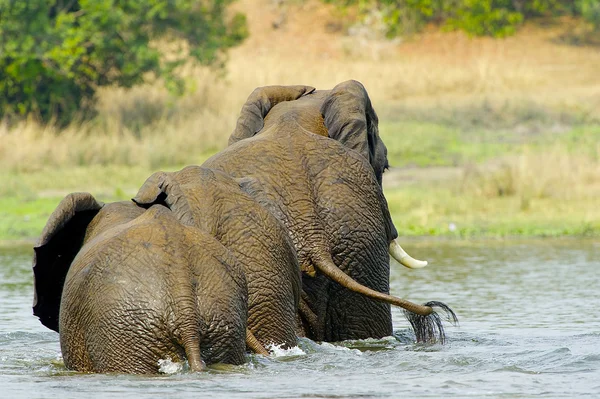 Elephant family from Uganda in the water — Stock Photo, Image