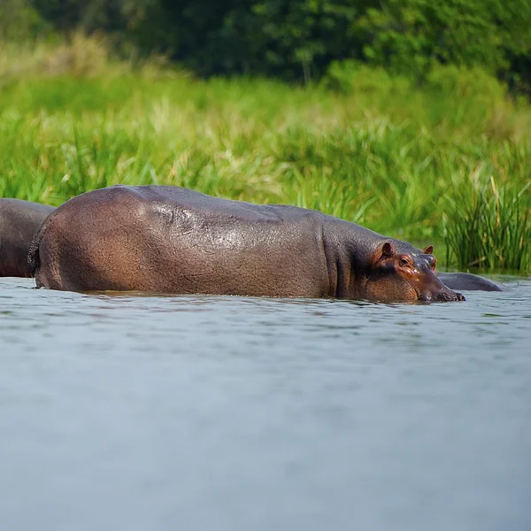 물위에 있는 하마 — 스톡 사진
