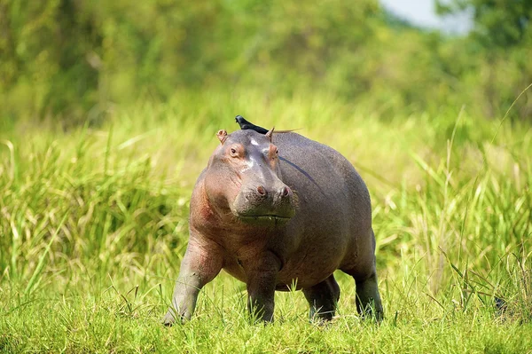 Hippopotamus with a bird walks in Uganda — Stock Photo, Image