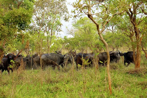 Afrika buffalos sürüsü