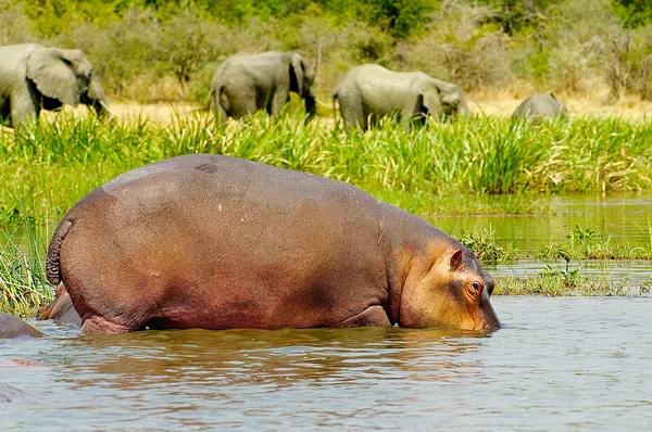 Nijlpaard drankjes van de rivier — Stockfoto