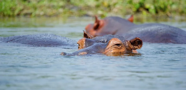 Occhi di un ippopotamo — Foto Stock