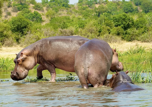 Nijlpaard op de kust van de rivier — Stockfoto