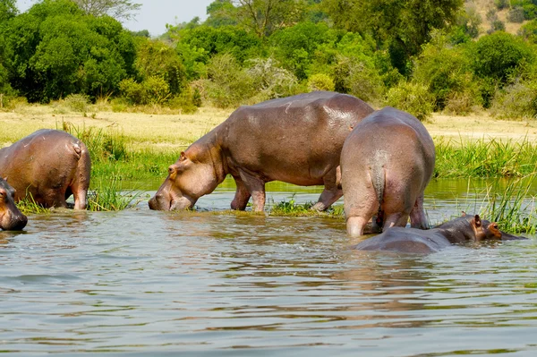 Hippopotame boit l'eau — Photo