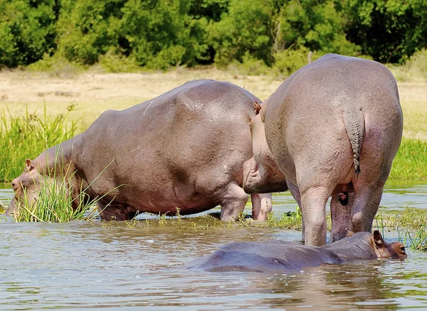 Hipopótamo alejarse — Foto de Stock
