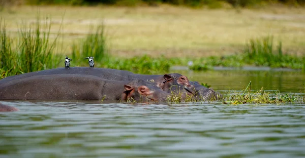 Dois hipopótamos de África na água — Fotografia de Stock