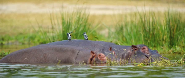 水の中の 2 つのカバ — ストック写真