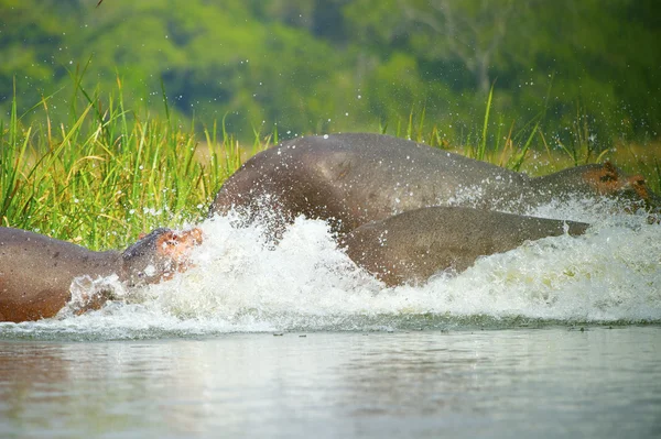 Flodhäst träda i vattnet — Stockfoto