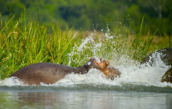 Hippopotame saute dans l'eau — Photo