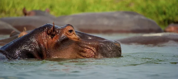 Tête d'un hippopotame nageant — Photo