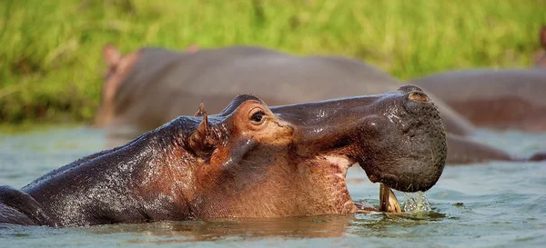 su aygırı su üzerinde yüzer