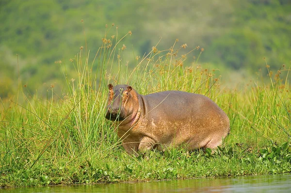 Hroch na pobřeží řeky v Ugandě — Stock fotografie