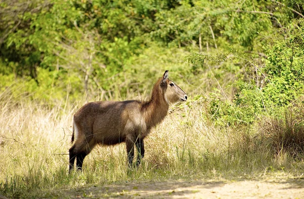 Antelope on the coast of the river