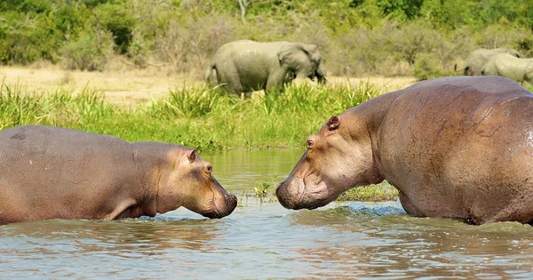 Hipopótamo en el río y elefante está en la costa —  Fotos de Stock