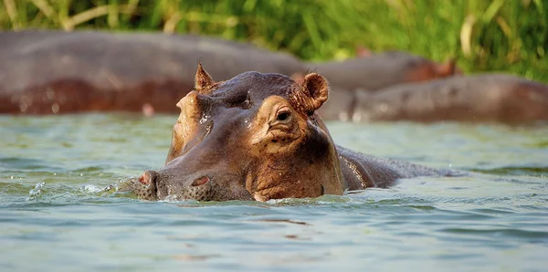 水の上のカバの頭 — ストック写真